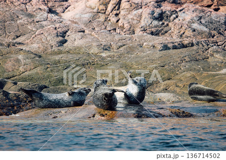 Few navy seals bask on the rocky shore at sunset in Teriberka, Murmansk region, Russia 136714502