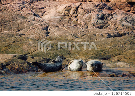 Few navy seals bask on the rocky shore at sunset in Teriberka, Murmansk region, Russia Few navy seals bask on the rocky shore at sunset in Teriberka, Murmansk region, Russia 136714503