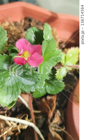 Pink strawberry flower blooming in a container garden after rain. Close up of Fragaria plant with green leaves and water drops on petals. Urban gardening, balcony cultivation and spring growth concept Pink strawberry flower blooming in a container garden after rain. Close up of Fragaria plant with green leaves and water drops on petals. Urban gardening, balcony cultivation and spring growth concept 136714564