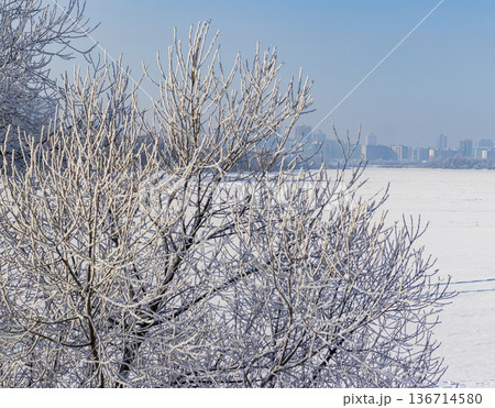 A winter scene with trees covered in hoarfrost under a clear blue sky. 136714580
