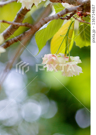 希少な淡い黄色の八重桜||ウコン桜|縦 希少な淡い黄色の八重桜||ウコン桜|縦 136714687