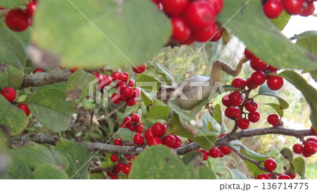 擬態？南天逆さアマガエル 136714775