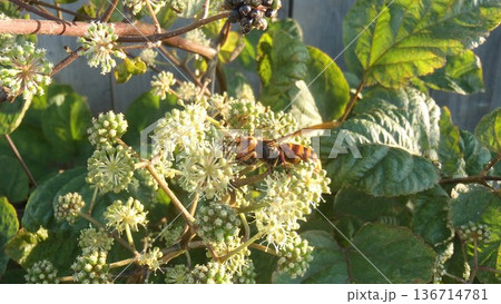 ウドと大スズメ蜂 136714781