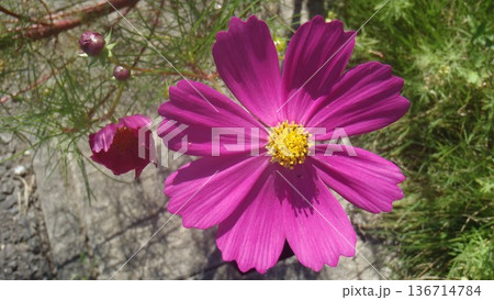 路地の秋桜 路地の秋桜 136714784