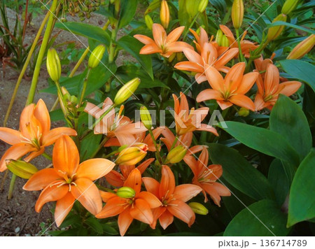 初夏の朝日のスカシユリ 136714789