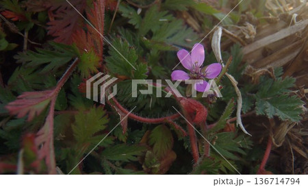 陽射しの射すオランダフウロ 136714794