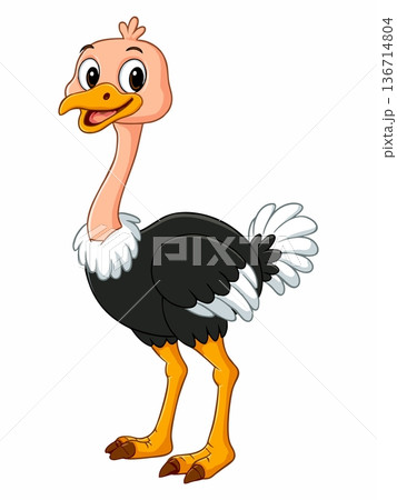 Ostrich cartoon vector illustration 136714804