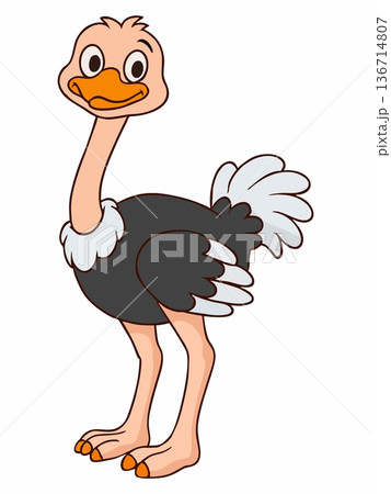 Ostrich cartoon vector illustration 136714807