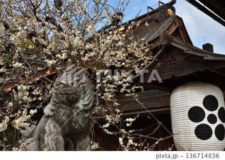 北野天満宮 三光門 白梅と狛犬(京都市上京区) 北野天満宮 三光門 白梅と狛犬(京都市上京区) 136714836