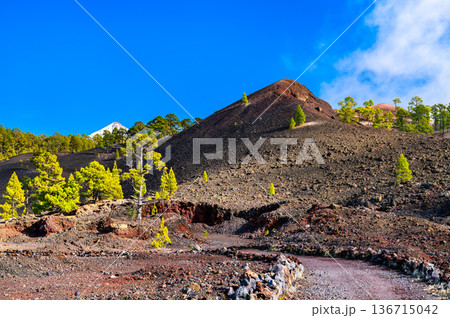 Chinyero hiking trail winds past Boca Cangrejo volcano towards Mount Teide in Tenerife, Canary Islands, Spain. The sunny landscape features green pine trees growing on black volcanic lava rock. 136715042