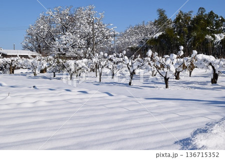 東北地方の雪景色 山形県庄内 東北地方の雪景色 山形県庄内 136715352