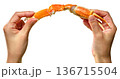 [素材] 日本製の手が白い背景に赤いタラバガニの脚を持っています。 136715504
