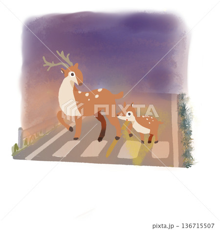 薄暮の道路を渡る鹿の親子 136715507