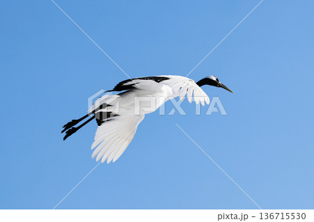 飛んでいる鶴 136715530