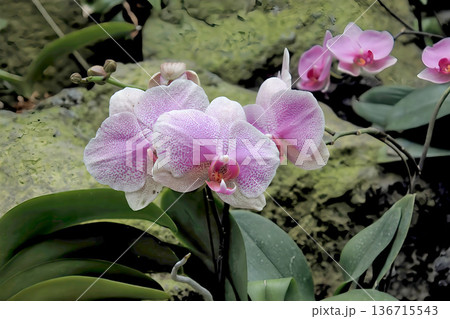 淡いピンク色の胡蝶蘭が咲く上品で華やかな花の風景 淡いピンク色の胡蝶蘭が咲く上品で華やかな花の風景 136715543