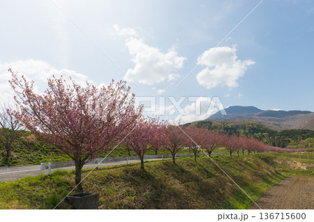 ぼたん桜並木(大分県竹田市) ぼたん桜並木(大分県竹田市) 136715600