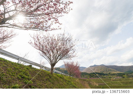 ぼたん桜並木(大分県竹田市) ぼたん桜並木(大分県竹田市) 136715603