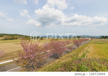 ぼたん桜並木（大分県竹田市） 136715604