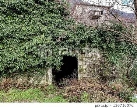 Abandoned cellar concealed by entwined greenery and darkness Abandoned cellar concealed by entwined greenery and darkness 136716076