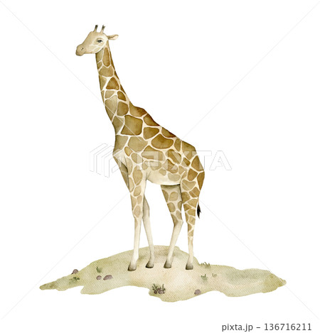 Watercolor giraffe standing on sandy savanna ground. African safari wildlife element for nursery wallpaper, textile print, mural decor, classroom materials and jungle themed interior projects. 136716211