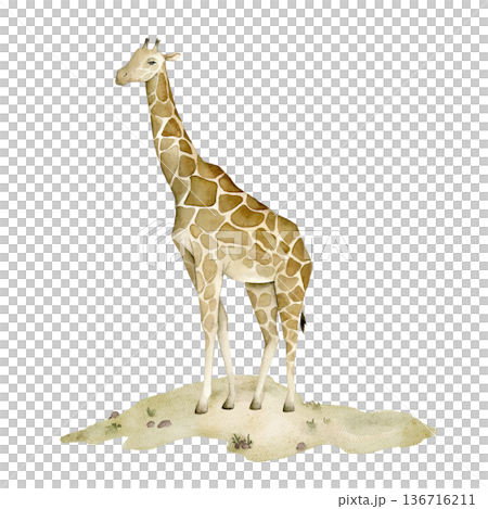 Watercolor giraffe standing on sandy savanna ground. African safari wildlife element for nursery wallpaper, textile print, mural decor, classroom materials and jungle themed interior projects. 136716211