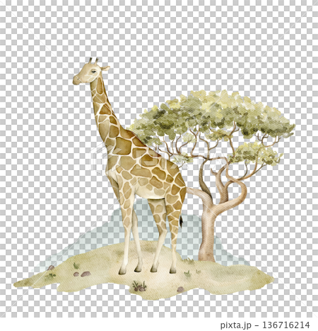 Watercolor giraffe standing near acacia tree on savanna landscape with distant hills. Safari wildlife illustration for nursery wallpaper, textile print, mural decor and educational jungle projects. Watercolor giraffe standing near acacia tree on savanna landscape with distant hills. Safari wildlife illustration for nursery wallpaper, textile print, mural decor and educational jungle projects. 136716214