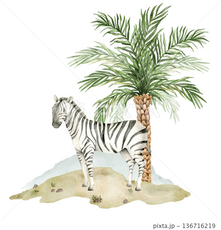 Watercolor zebra standing near date palm on sandy savanna ground. African safari wildlife element for nursery wallpaper, textile print, mural decor and jungle themed interior design. 136716219