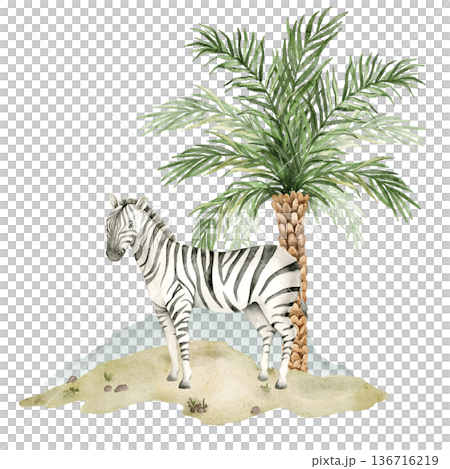 Watercolor zebra standing near date palm on sandy savanna ground. African safari wildlife element for nursery wallpaper, textile print, mural decor and jungle themed interior design. 136716219