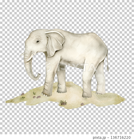 Watercolor African elephant standing on sandy savanna ground. Safari wildlife element for nursery wallpaper, textile print, mural design, classroom decor and jungle themed interior projects. 136716220