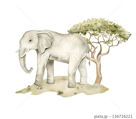 Watercolor African elephant standing near acacia tree on sandy savanna landscape. Safari wildlife illustration for nursery wallpaper, textile print, mural decor and educational jungle projects. 136716221