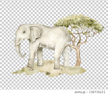 Watercolor African elephant standing near acacia tree on sandy savanna landscape. Safari wildlife illustration for nursery wallpaper, textile print, mural decor and educational jungle projects. 136716221