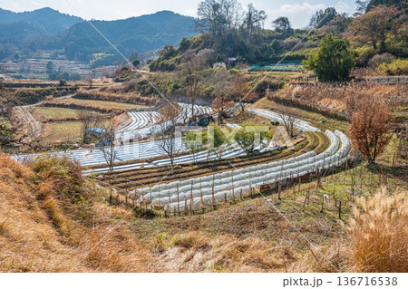 祝戸の棚田風景 国営飛鳥歴史公園祝戸地区 奈良県 祝戸の棚田風景 国営飛鳥歴史公園祝戸地区 奈良県 136716538