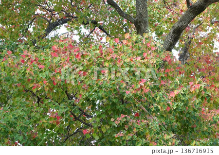 ナンキンハゼ・2025年11月 ナンキンハゼ・2025年11月 136716915