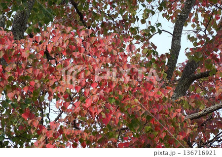 ナンキンハゼ・2025年11月 136716921