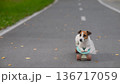 A Jack Russell Terrier rides a penny board in an autumn park. 136717059