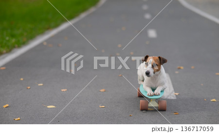 A Jack Russell Terrier rides a penny board in an autumn park. 136717059