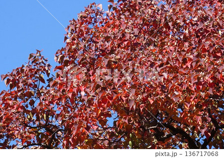 ナンキンハゼの白い実と紅葉・2025年11月 136717068