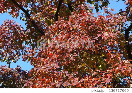 ナンキンハゼの白い実と紅葉・2025年11月 136717069