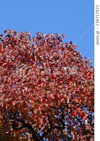 ナンキンハゼの白い実と紅葉・2025年11月 ナンキンハゼの白い実と紅葉・2025年11月 136717072