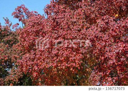 ナンキンハゼの白い実と紅葉・2025年11月 136717073