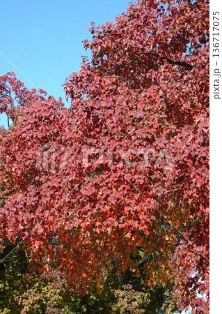 ナンキンハゼの白い実と紅葉・2025年11月 136717075