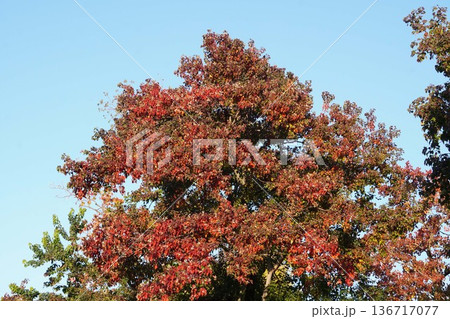 ナンキンハゼの白い実と紅葉・2025年11月 ナンキンハゼの白い実と紅葉・2025年11月 136717077