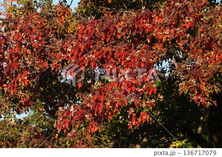 ナンキンハゼの白い実と紅葉・2025年11月 ナンキンハゼの白い実と紅葉・2025年11月 136717079