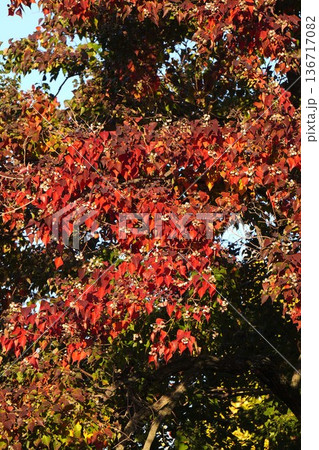 ナンキンハゼの白い実と紅葉・2025年11月 136717082