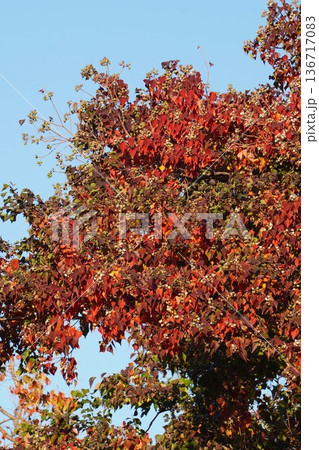 ナンキンハゼの白い実と紅葉・2025年11月 ナンキンハゼの白い実と紅葉・2025年11月 136717083