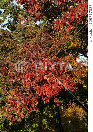 ナンキンハゼの白い実と紅葉・2025年11月 ナンキンハゼの白い実と紅葉・2025年11月 136717087