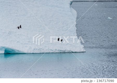 Four Gentoo Penguins on an Iceberg Four Gentoo Penguins on an Iceberg 136717090