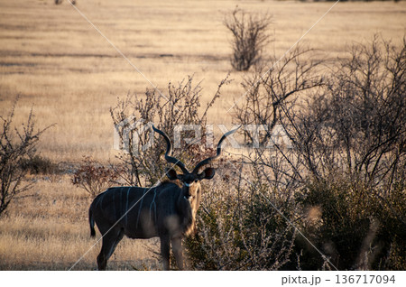 Kudu in Etosha Kudu in Etosha 136717094