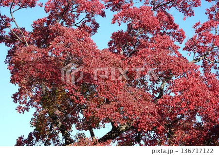 ナンキンハゼの紅葉・2025年11月 ナンキンハゼの紅葉・2025年11月 136717122