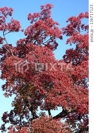 ナンキンハゼの紅葉・2025年11月 136717123